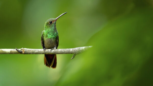 Wallpaper Black, Tree, Birds, Branch, Desktop, Sharp, Background, Sitting, Green, Beak, Bird