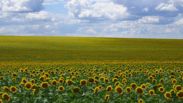 Wallpaper Flowers, Green, Desktop, Mobile, Nature, Grass, Yellow, Cloud, Sunflowers, Field