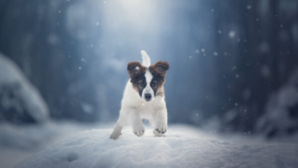 Wallpaper Group, Puppy, Animals, Snow, Northern, Running, Desktop, Cute, Breed