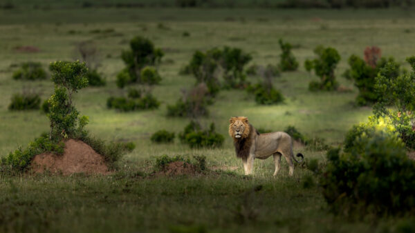 Wallpaper Trees, Green, Lion, Standing, Bushes, Mobile, Desktop, Background, Grass