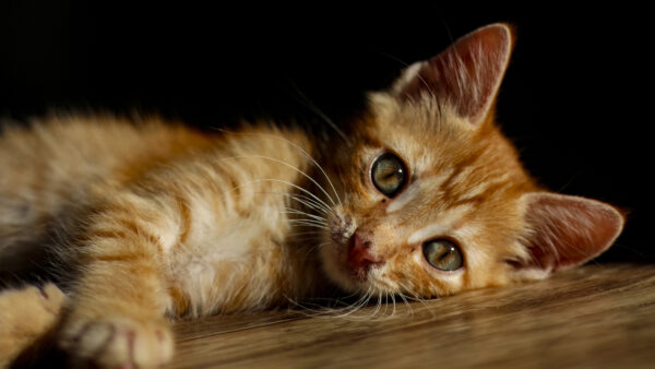 Wallpaper Desktop, Down, Lying, Cat, Cute, Animals, Floor