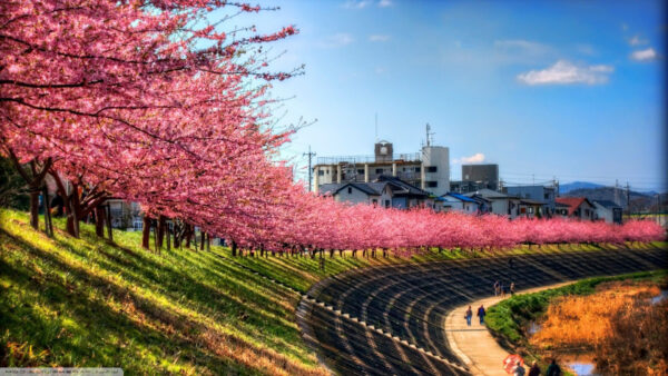 Wallpaper Park, Desktop, Blossoms, Cherry, Japan, Japanese