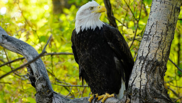 Wallpaper Nose, The, Tree, Standing, Desktop, With, Yellow, Eagle, Sharp, Birds