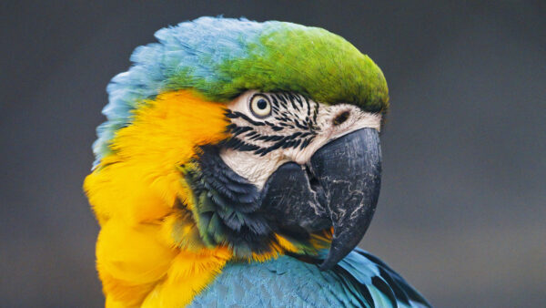 Wallpaper Background, Birds, Desktop, Blur, Bird, Macaw, Colorful, Parrot