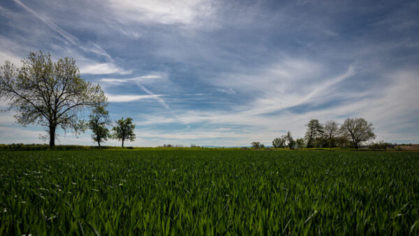 Wallpaper Sky, White, Desktop, Blue, Clouds, Under, Landscape, Trees, View, Green, Nature, Field, Mobile, Grass