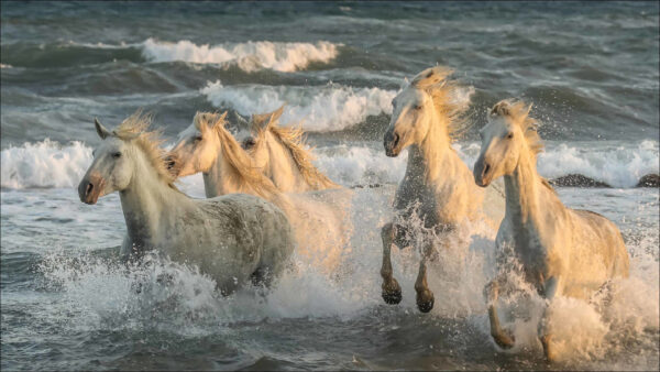 Wallpaper Desktop, Horses, Are, White, Beach, Running, Animals