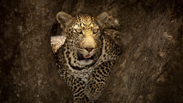 Wallpaper View, Tree, Trunk, Desktop, Mobile, Closeup, Leopard