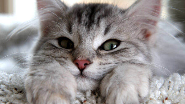 Wallpaper Closeup, White, View, Black, Cat