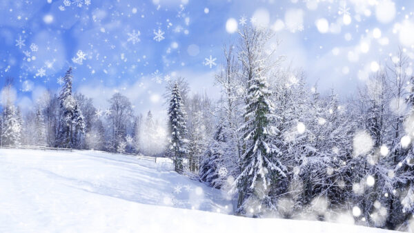 Wallpaper Desktop, Artistic, Snowflake, Forest, Winter, Tree, Snow