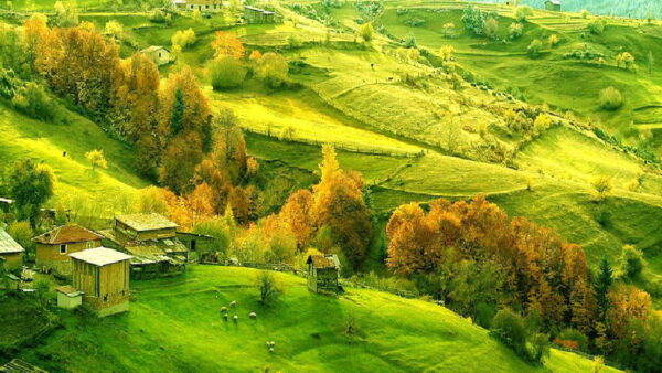 Wallpaper Yellow, Autumn, Aerial, Grass, Scenery, Trees, Nature, Huts, Green, View, Slope, Village, Field, Leafed