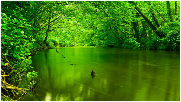 Wallpaper Autumn, River, Between, Green, Spring, Forest, Scenery, Background, Trees