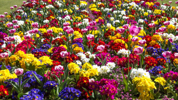 Wallpaper Mobile, Flowers, Primula, Spring, Colorful, Tulip, Desktop