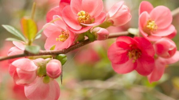 Wallpaper Photo, Closeup, Spring, Blossom, Branch, Pink, Desktop, Flowers