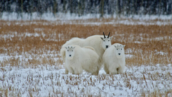 Wallpaper Goats, Blur, Mountain, Forest, Standing, Background, White, Snowfield, Goat, Are