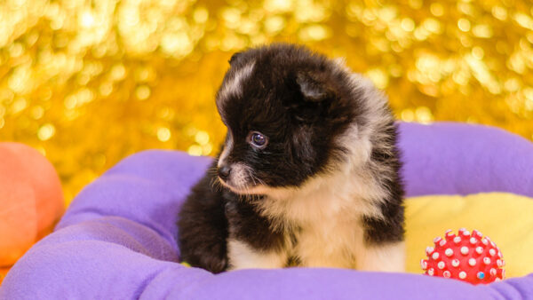 Wallpaper Puppy, Animals, Couch, Black, Blur, With, Desktop, And, Sitting, Background, White