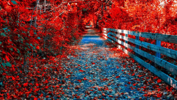 Wallpaper Wood, Fence, Leaves, Fall, Autumn, With, Red, Desktop, Road, Between, Trees