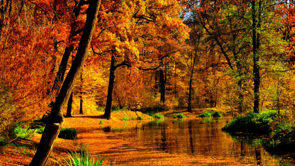 Wallpaper Fall, Leaves, Lake, Trees, Reflection, Background, Forest, Daytime, During, Desktop, Autumn, Yellow