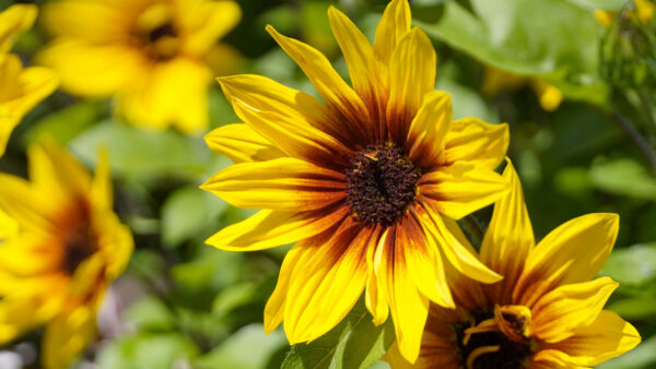 Wallpaper Blur, Background, Rudbeckia, Yellow, Desktop, Petals, Flowers, Leaves, Mobile, Green