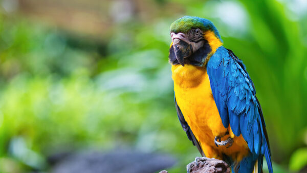 Wallpaper Trunk, Birds, Macaw, Yellow, Green, Parrot, Blur, Blue, Bokeh, Tree, Bird, Background