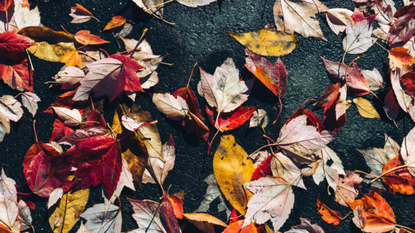 Wallpaper Desktop, Fallen, Leaves, Mobile, Wet, Asphalt, Colorful, Photography