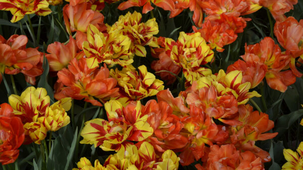 Wallpaper Orange, Mobile, Yellow, Grass, Flowers, View, Tulip, Petals, Desktop, Closeup, Green