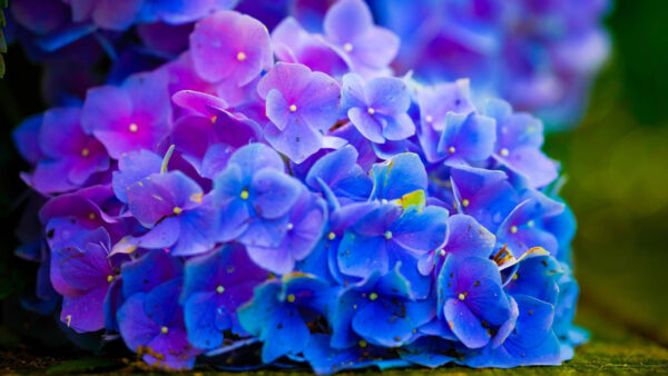 Wallpaper Flowers, Purple, Blue