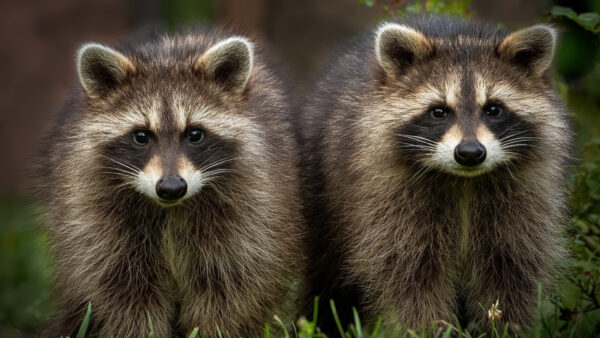 Wallpaper Raccoons, View, White, Raccoon, Background, Black, Closeup, Plants, Two, Green