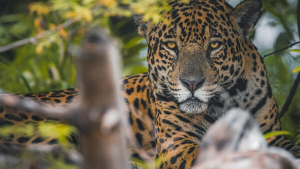 Wallpaper Background, Forest, Tiger, With, Stare, Yellow, Look, Eyes