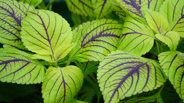 Wallpaper Leaves, Green, Plant, Photography, Bush, Desktop, Mobile