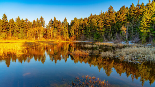 Wallpaper Trees, Mobile, Blue, Water, Grass, Green, Desktop, Under, River, Sky, Autumn, Reflection