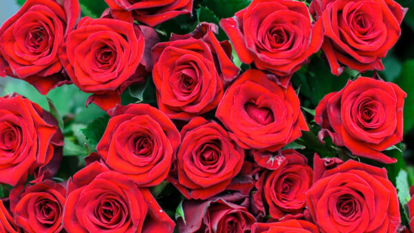 Wallpaper Flowers, Red, With, Roses, Bouquet, Green, Leaves