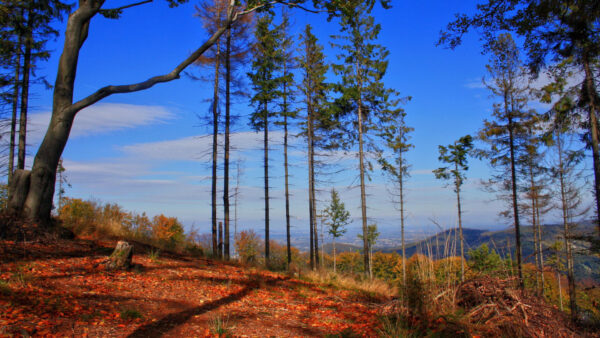 Wallpaper Mountains, Nature, Sky, Plants, Long, Bushes, Forest, Green, Dry, Autumn, Under, Trees, Grass, Blue