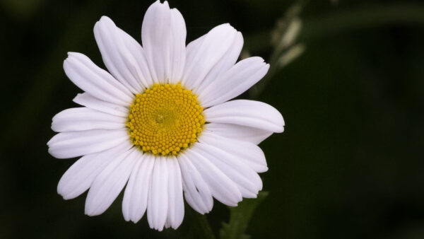 Wallpaper Background, Chamomile, White, Spring, Flower, View, Petals, Black, Closeup, Flowers