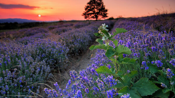 Wallpaper Red, Blue, Clouds, Sunset, Green, Yellow, Plants, During, Path, Background, Flowers, Between, Sky, Light, Leaves