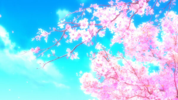 Wallpaper Blossom, Sky, Anime, Blue, Cherry, Background, Pink, Flowers