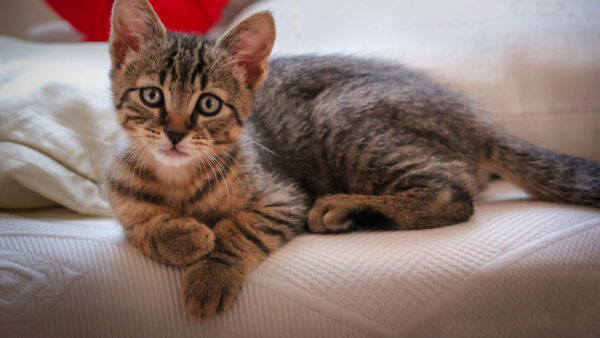 Wallpaper Couch, Brown, Kitten, Cat, White, Leaning, Black