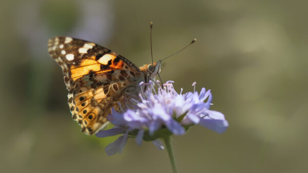 Wallpaper Yellow, Butterfly, Blur, Black, Flower, Desktop, White, Background