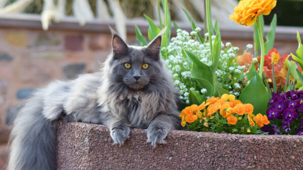 Wallpaper Light, Lying, Cat, Coon, Desktop, Mobile, Stone, Down, Colorful, Grey, Flowers, Near, Stare, Maine, With, Look