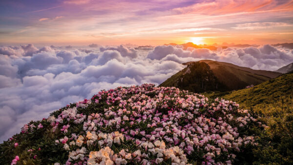 Wallpaper White, Sky, Clouds, Leaves, Green, Flowers, Trees, Pink