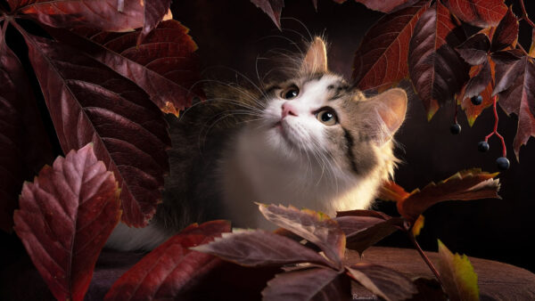 Wallpaper The, Face, Red, Brown, Black, White, Leaves, Middle, Funny, Cat