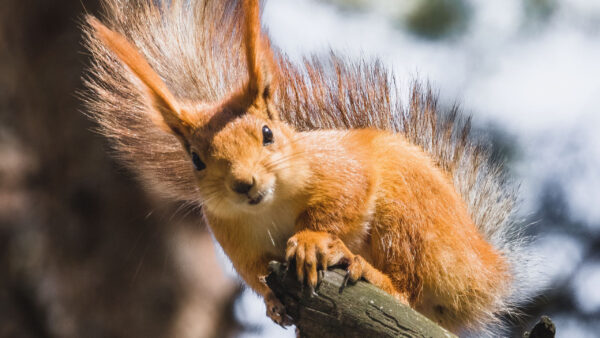 Wallpaper Squirrel, Blur, Branch, Tree, Standing, Brown, Background, Fur, Tail