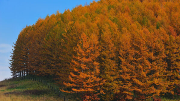 Wallpaper Blue, Grass, Trees, Orange, Autumn, Sky, Green, Background