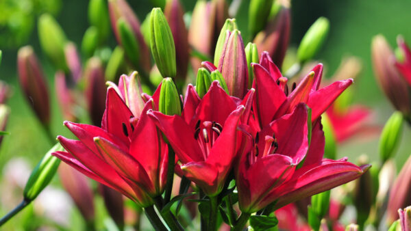 Wallpaper Lily, Flowers, Blur, Buds, Background, Pink