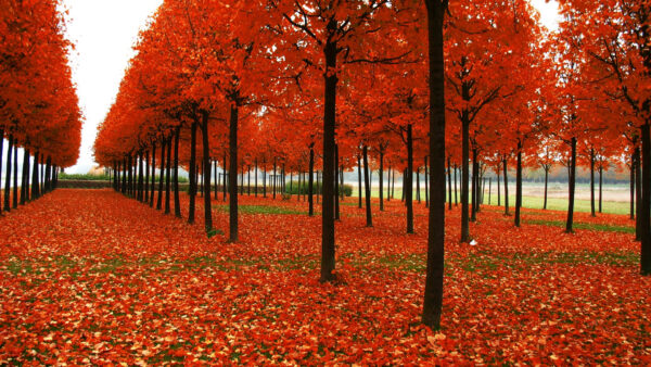 Wallpaper Leaves, Autumn, Line, Trees, Red, Fall, Straight