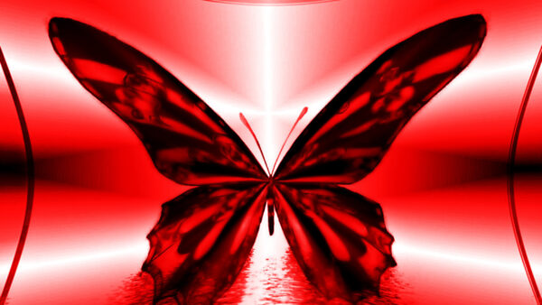 Wallpaper Butterfly, Black, Design, Lights, White, Red, Background