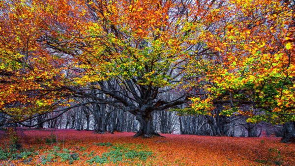 Wallpaper Autumn, Branches, Background, Forest, Green, Yellow, Leaves, Tree, Red