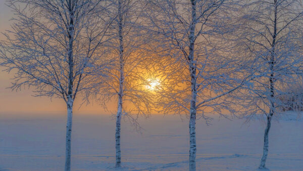 Wallpaper Trees, Snow, Land, Winter, Sunset, Covered, During