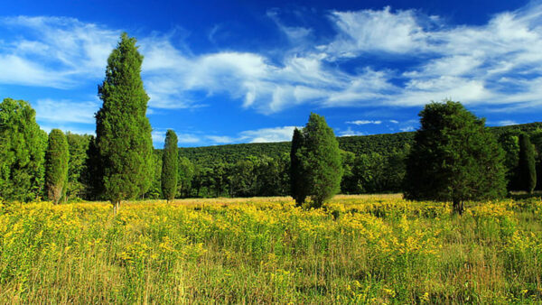 Wallpaper Yellow, Nature, Blue, Field, Green, Grass, Clouds, Trees, Flowers, Under, Mountains, Sky, White