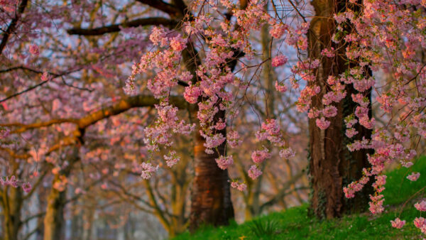 Wallpaper Flowers, Spring, Grass, Green, Field, Blossom, Nature, Beautiful, Pink