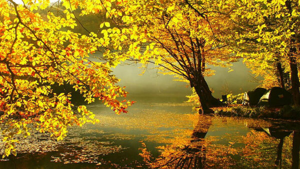 Wallpaper Leaves, Background, Sunrays, Yellow, River, Autumn, Branches, Reflection, Trees